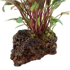 Cryptocoryne beckettii 'Petchii' på lavasten